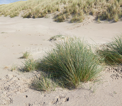 Buy stock photo Closeup of tufts of green grass growing on an empty dune or shore. Scenic seaside to explore for travel and tourism. Landscape of beach sand with copyspace on west coast of Jutland in Loekken Denmark