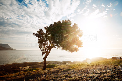 Buy stock photo Shot of a tree on an embankment along the beach at sunset