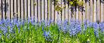 Bluebells in our informal garden