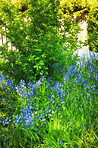 Bluebells in our informal garden