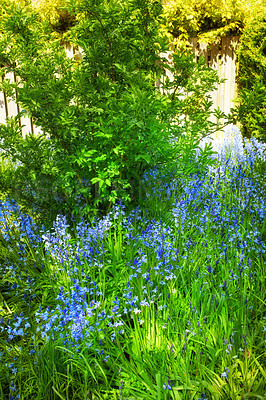 Buy stock photo Bluebell flowers grow in a beautiful garden with lush green bush and grass. Decorative object plants in an ecological backyard near foliage. Botanic area in a backyard during a warm spring day