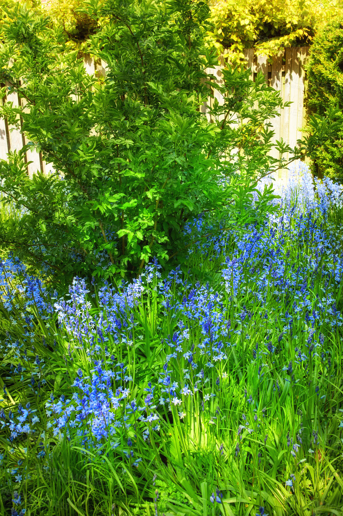 Buy stock photo Bluebell flowers grow in a beautiful garden with lush green bush and grass. Decorative object plants in an ecological backyard near foliage. Botanic area in a backyard during a warm spring day