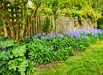 Bluebells in our informal garden