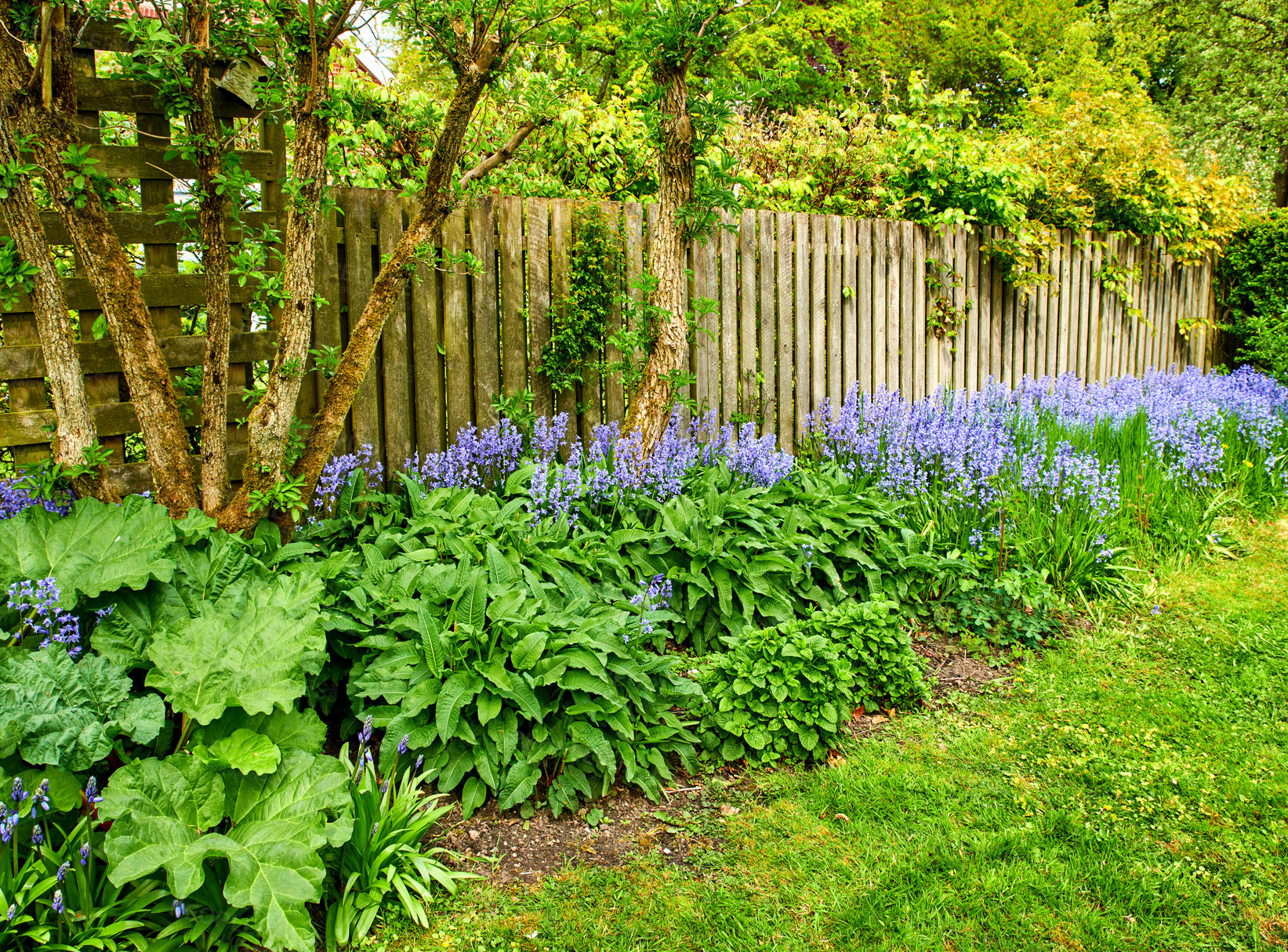 Buy stock photo Bluebell flowers grow in a beautiful garden with lush green bush and grass. Decorative purple plants in an ecological backyard near foliage. Botanical area in a backyard during a warm spring day