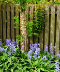 Bluebells in our informal garden