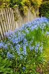 Bluebells in our informal garden