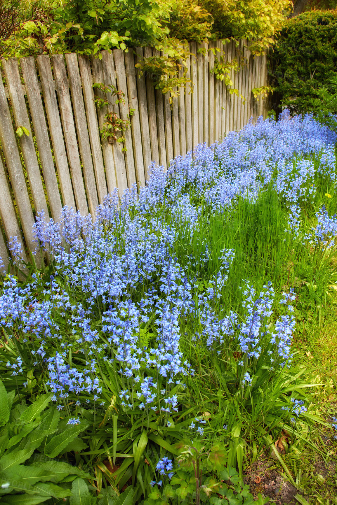 Buy stock photo Landscape view of common bluebell flowers growing and flowering on green shrubs in private backyard or secluded home garden. Textured detail of blooming blue kent bells or campanula plants blossoming