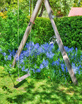 Bluebells in our informal garden