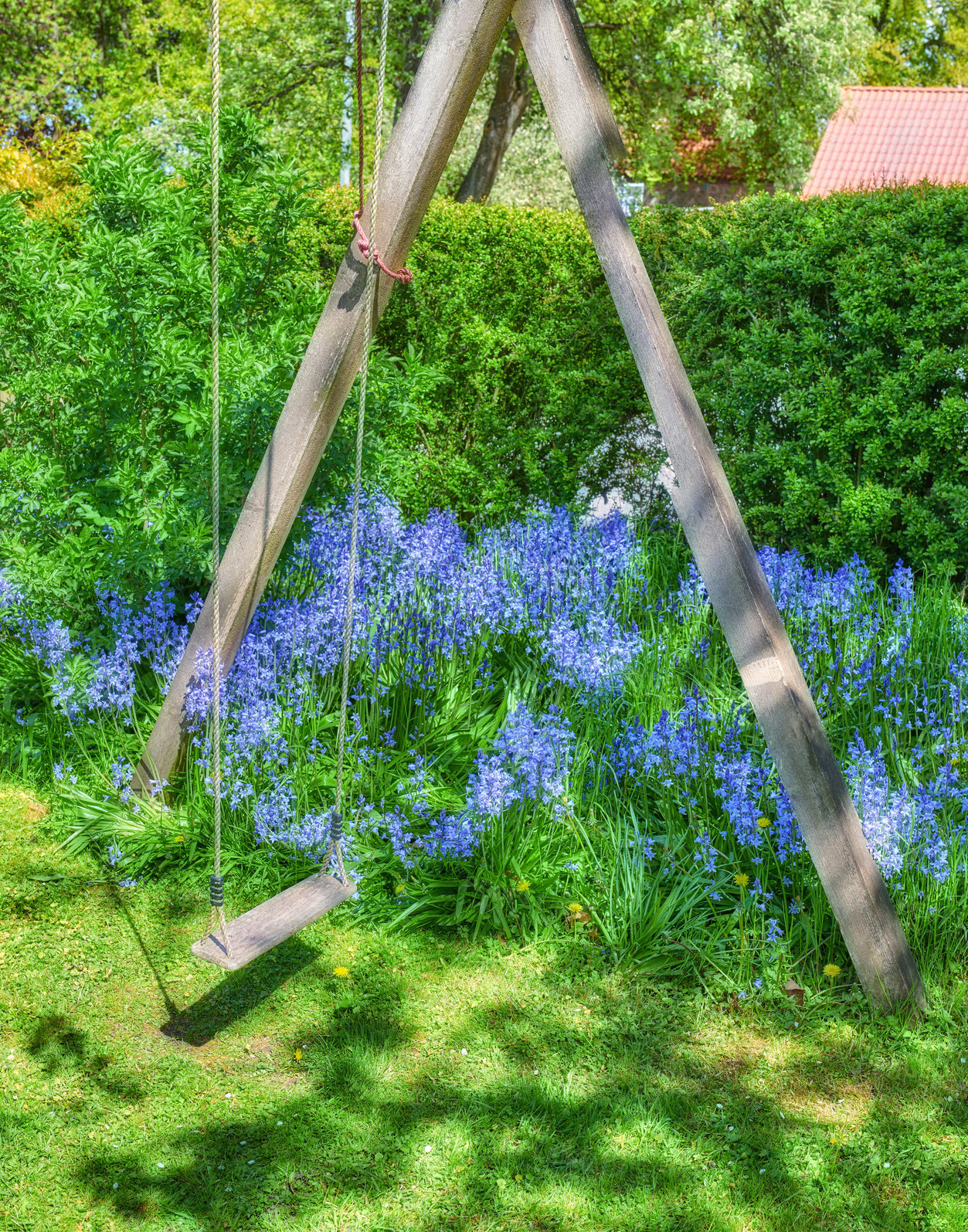 Buy stock photo A wooden swing hanging in a beautiful garden with purple flowers growing in a lush green bush and grass. Decorative object swinging outdoors in a backyard near foliage. Botanic area in a yard