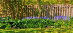 Bluebells in our informal garden