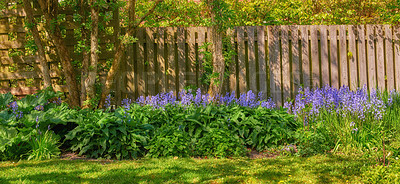 Buy stock photo Bluebell flowers growing in a green garden in springtime with trees and wooden gate background. Many blue flower bunches in harmony with nature, tranquil vibrant flowerbed in a zen, quiet backyard