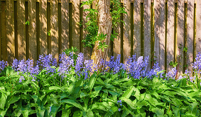 Buy stock photo Bluebells growing in a green garden on a sunny day with a wooden gate background. Details of blue flowers in harmony with nature, tranquil wild flower field in a zen, quiet backyard