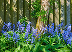 Bluebells in our informal garden