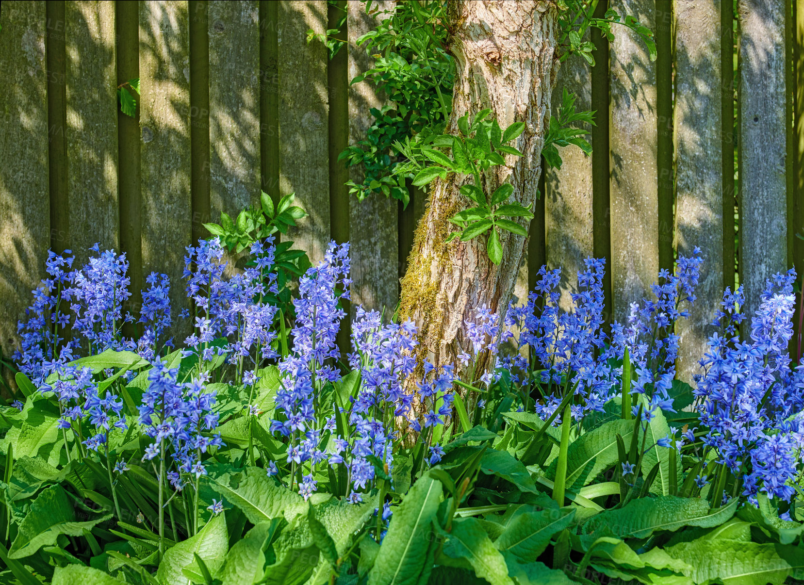 Buy stock photo Landscape view of common bluebell flowers growing and flowering on green stems in private backyard or secluded home garden. Textured detail of blooming blue kent bells or campanula plants blossoming