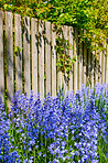 Bluebells in our informal garden