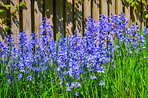 Bluebells in our informal garden