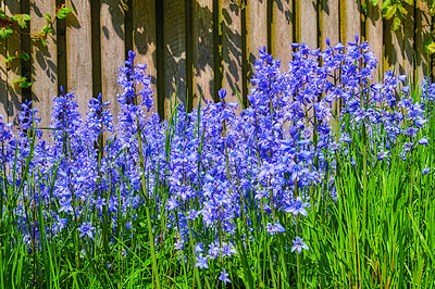 Buy stock photo Closeup of fresh Bluebell growing in a green garden in springtime with a wooden gate background. Macro details of blue flowers in harmony with nature, tranquil wild flower bed in zen, quiet backyard