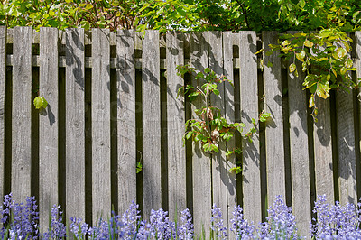 Buy stock photo Closeup of Bluebell growing in a green garden in summertime with a wooden gate background. Details of fresh blue flowers in harmony with nature, tranquil wild flowerbed in a zen, quiet backyard