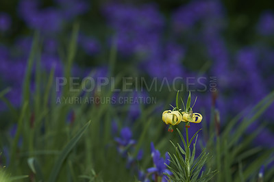 Buy stock photo Yellow Pyrenean lily flower in a green garden with blur background copy space. Bright Martagon Lillies blooming in a park. Perennial flowering plants for backyard gardening or outdoor landscaping