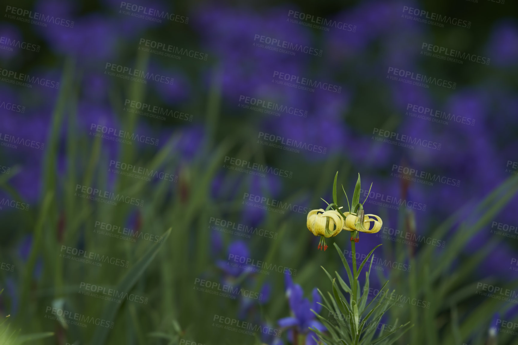 Buy stock photo Yellow Pyrenean lily flower in a green garden with blur background copy space. Bright Martagon Lillies blooming in a park. Perennial flowering plants for backyard gardening or outdoor landscaping