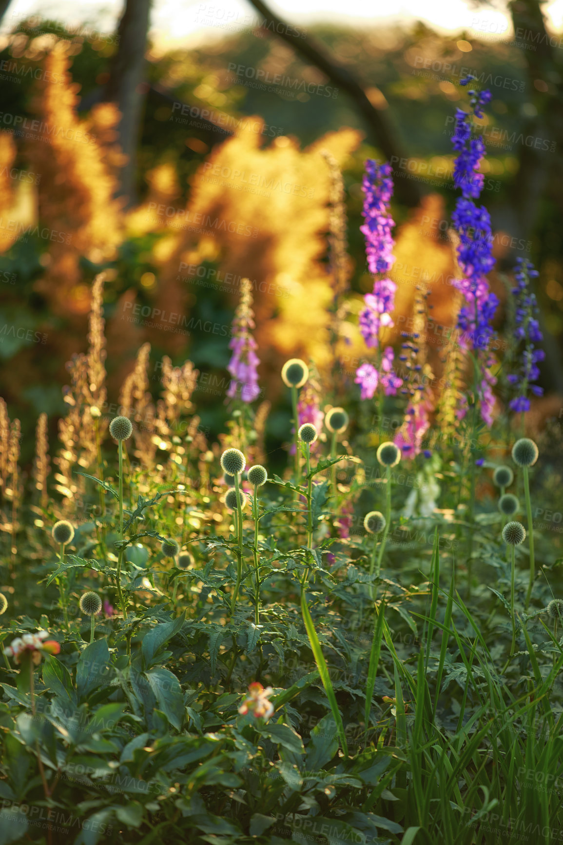 Buy stock photo Closeup of globe thistle plants growing in a garden amongst greenery in nature during summer. Green botany beginning to bloom on a green field in spring. Bright wildflowers blossoming in a meadow