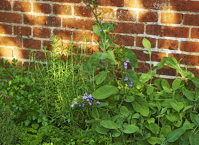 Buy stock photo Green herbs growing near a red brick wall outside a house in the backyard on a summer afternoon. Lush plants in a small garden in a lawn or yard of a home on a spring day.