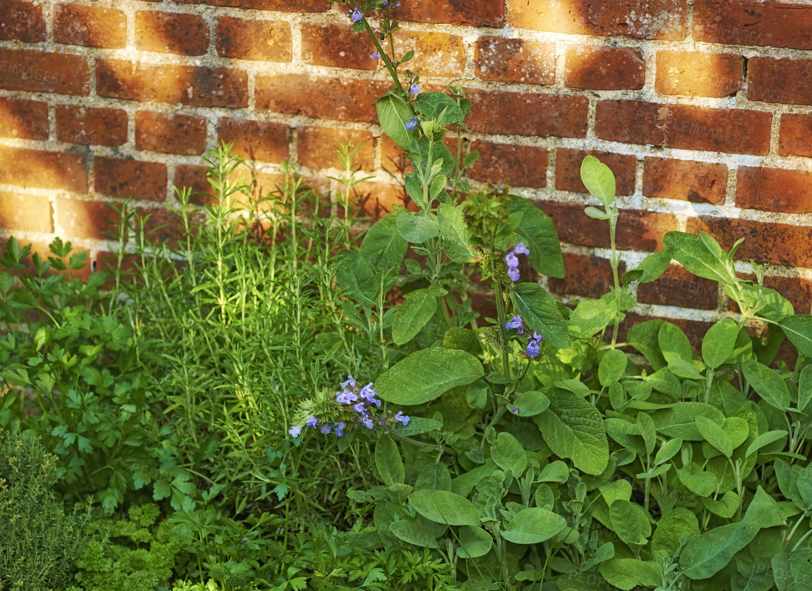 Buy stock photo Green herbs growing near a red brick wall outside a house in the backyard on a summer afternoon. Lush plants in a small garden in a lawn or yard of a home on a spring day.