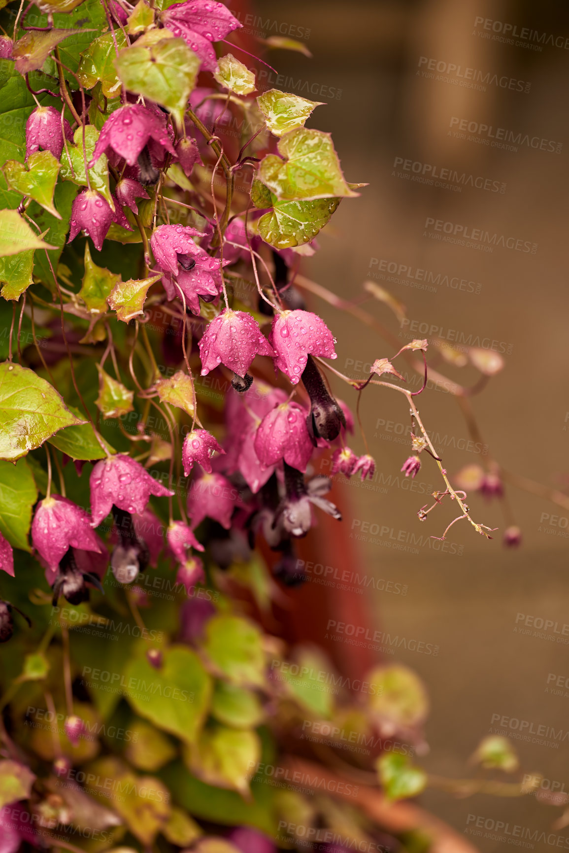 Buy stock photo Closeup of purple snakes head fritillary flowers growing and flowering on green stems in a remote field, meadow or home garden. Textured detail of fritillaria meleagris plants blossoming or blooming