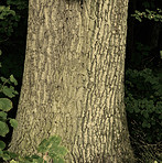 Huge tree in my garden - early spring