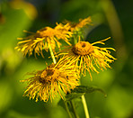 Flowers in our garden