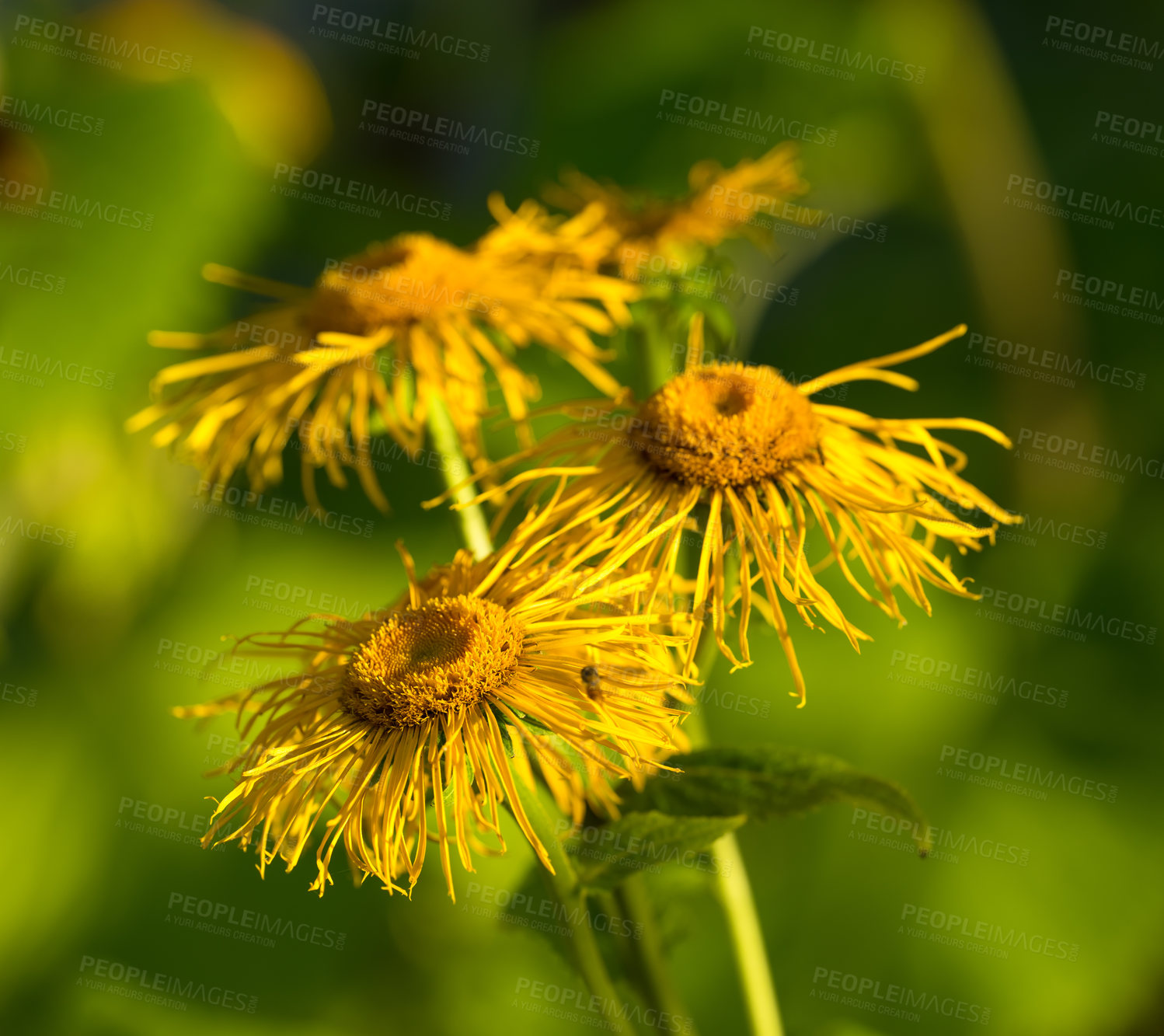 Buy stock photo Closeup of withered and dried daisies in a field in autumn. Dying pollinated flowers with yellow pistils in a garden or backyard. Group of marguerite shedding in a park during the fall season