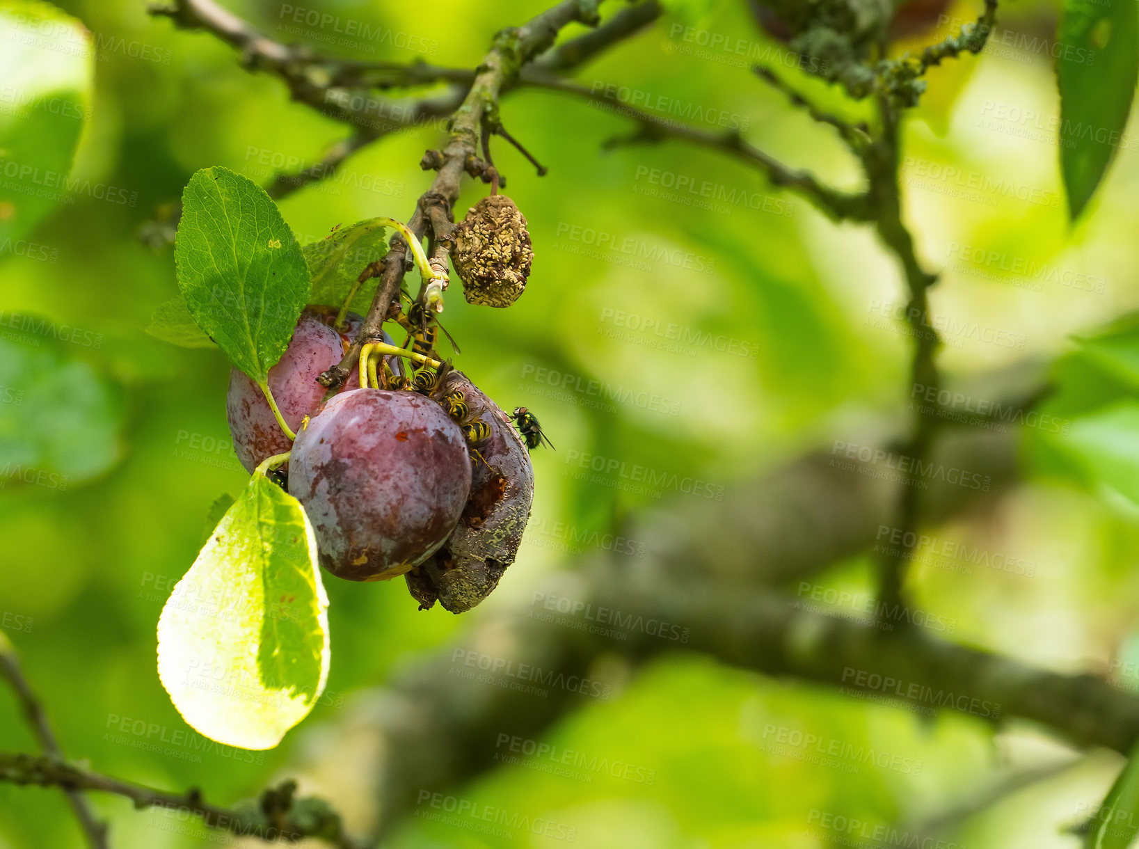 Buy stock photo Fruit wasps eating a plum hanging on a branch in a green orchard against a blurred background with copy space in nature. A group of insects sitting on a ripe juicy plant stem on a farm in spring.