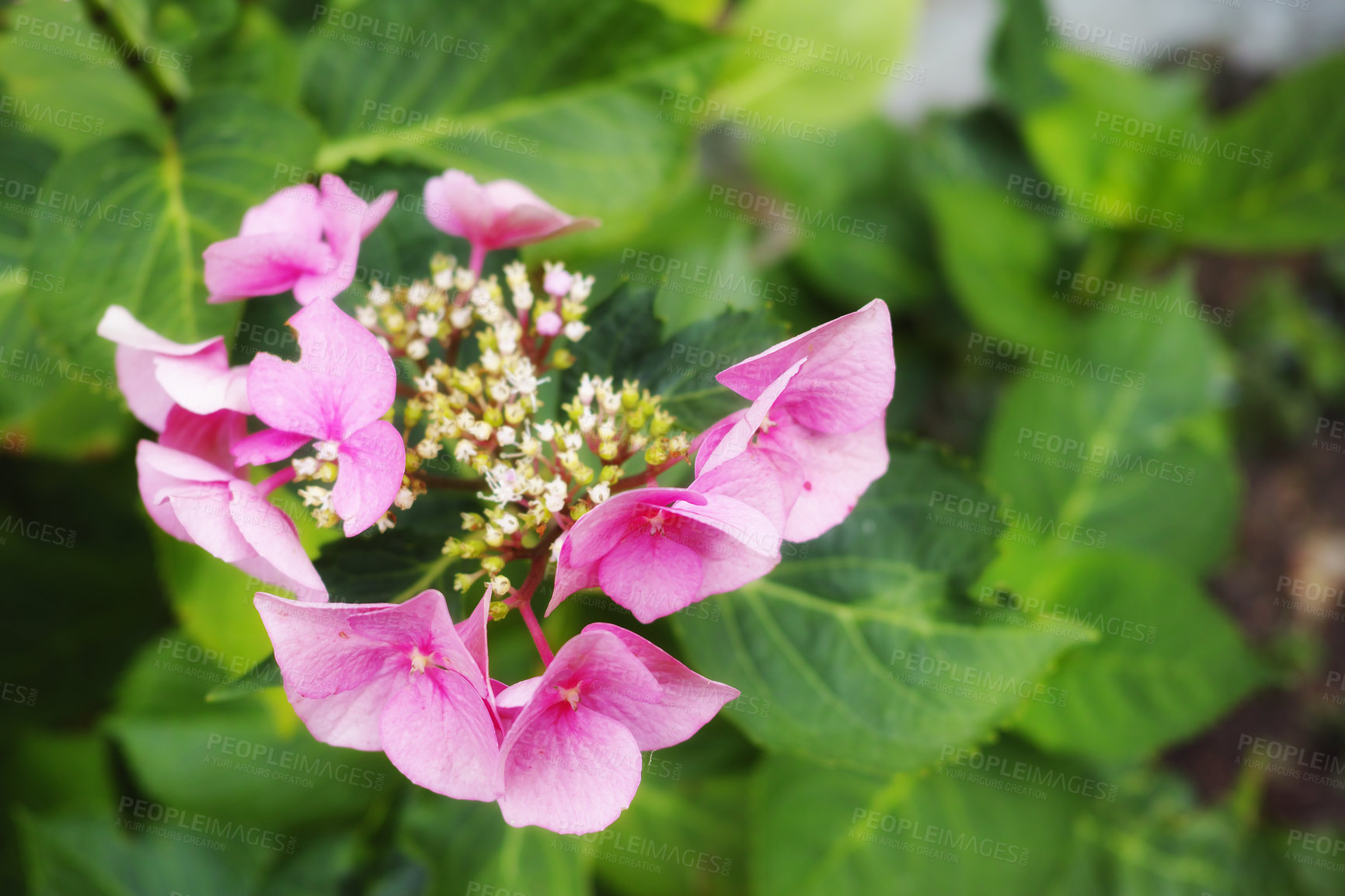 Buy stock photo Closeup of fresh Musk mallow flower in a garden. Macro details of a bunch of beautiful pink petals growing in a calm quiet uncultivated ecological forest or backyard during the spring season.