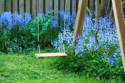 Buy stock photo Fun garden swing with common bluebell flowers growing and flowering on green stems in private, secluded home backyard. Textured detail view of blooming blue kent bells or campanula plants blossoming
