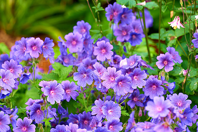 Buy stock photo Purple cranes bill flowers growing in a garden in spring. Bunch of bright blossoms in a lush green outdoor park. Lots of beautiful ornamental geranium flower plants for backyard landscaping