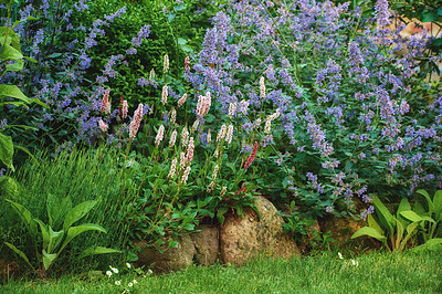 Buy stock photo Cultivated garden with bright and vibrant flowers growing outdoors in a backyard on a spring day. Purple lavender grown in a botanic lawn. Various plants in a green bush in a lush garden