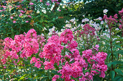 Buy stock photo A bunch of pink flowers growing in a backyard garden. Vibrant and bright plants outdoors in nature or a yard. Flowerbed outside on a summer or spring day with lush green leaves