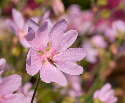 Buy stock photo Closeup of fresh Musk mallow's in garden. Macro details of a bunch of pink flower petals, adding to the beauty in nature and peaceful ambience of outdoors. Beautiful wild blooms in a zen backyard 