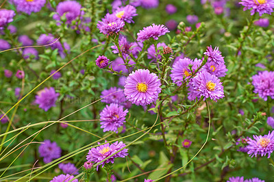 Buy stock photo Top view of aster flowers growing in a lush green backyard garden. Beautiful violet flower blossoming in a park in summer. Purple bush of flowering plants on a flowerbed in spring from above