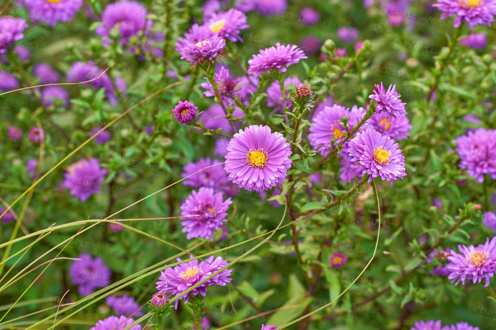 Buy stock photo Top view of aster flowers growing in a lush green backyard garden. Beautiful violet flower blossoming in a park in summer. Purple bush of flowering plants on a flowerbed in spring from above