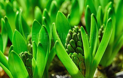 Buy stock photo Closeup of budding hyacinth flowers on a lush green shrub stem, growing in a home garden. Macro view of a hyacinthus plant with vibrant leaves on stalks blooming in a backyard landscaped flowerbed