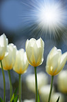 White tulips in my garden