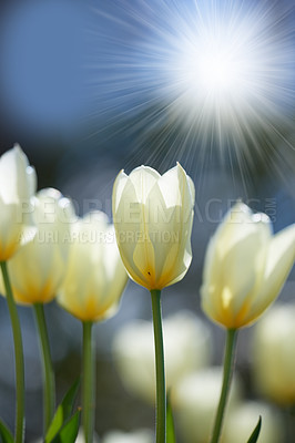 Buy stock photo Bright sunshine over tulip flowers in a garden or field outdoors. Closeup of a beautiful bunch of flowering plants with white petals blooming and blossoming in nature during a sunny day in spring