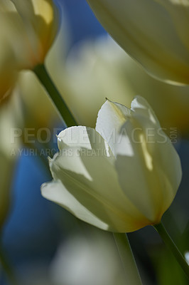 Buy stock photo White charm tulip flowers growing in a garden outdoors. Closeup of beautiful flowering plants with soft petals symbolizing purity and innocence blooming and blossoming in nature on a sunny spring day