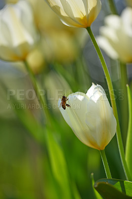 Buy stock photo Closeup of a honey bee on white Tulips in a green garden in springtime with blurry background. Macro details of living insect in harmony with nature, tranquil wild flowerhead in a zen, quiet backyard