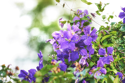 Buy stock photo Closeup of purple clematis viticella flowers growing and blossoming on green bush or hedge in private and secluded home garden. Textured detail of flowering evergreen vine plants with bokeh copy space