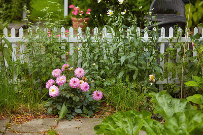 Buy stock photo Fresh Garden dahlia flowers growing in a green garden in spring with a wooden gate background. Bunch of pink flowers in harmony with nature, tranquil flowerheads blooming in a zen, quiet backyard