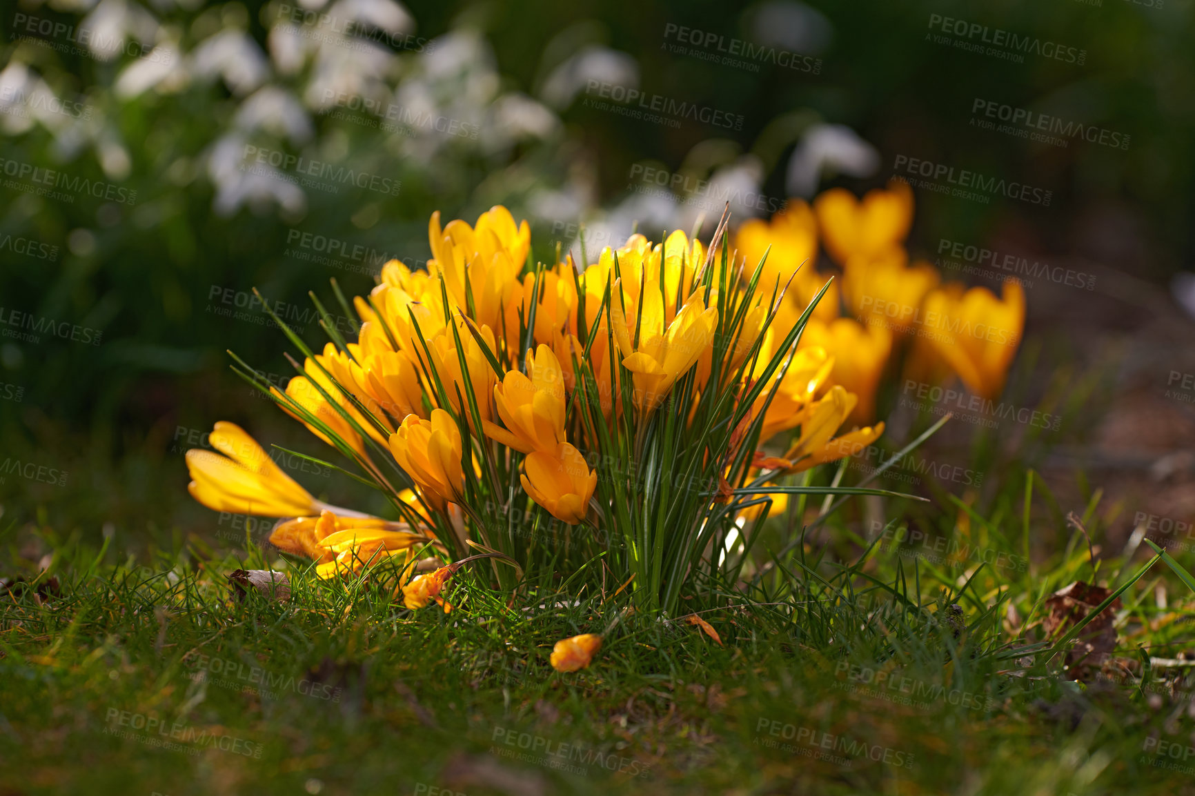 Buy stock photo Yellow crocus flavus flowers growing in a garden or forest outside. Closeup of a beautiful bunch of flowering plants with vibrant petals blooming and blossoming in a natural environment during spring