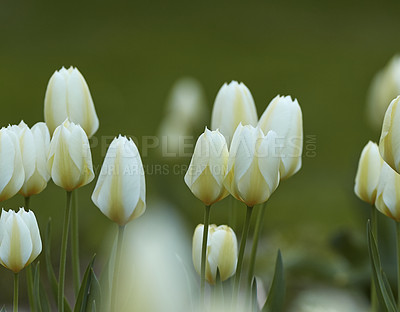 Buy stock photo White triumph tulip flowers growing in a garden outside. Closeup of beautiful flowering plants with soft petals symbolizing purity and innocence blooming and blossoming in nature on sunny spring day