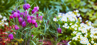 Buy stock photo Closeup of purple snakes head fritillary flowers growing and flowering on green stems in a remote field, meadow or home garden. Textured detail of fritillaria meleagris plants blossoming or blooming